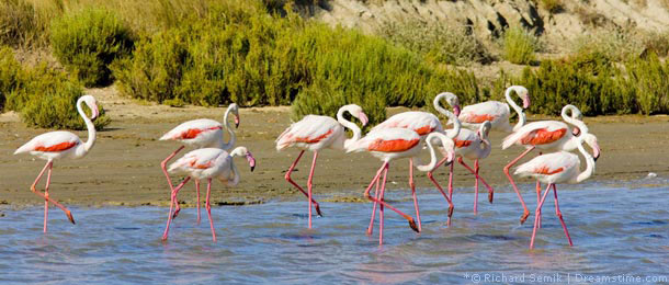 Urlaub mit Hund in der Camargue