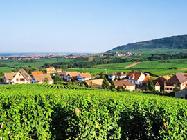 Weinberg in Burgund